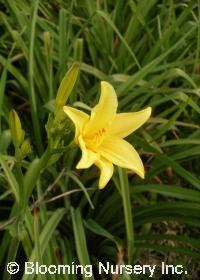 Hemerocallis lilioasphodelus (syn. flava)